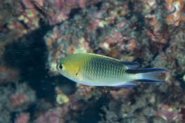 Identification demoiselle (Ile de la Reunion)