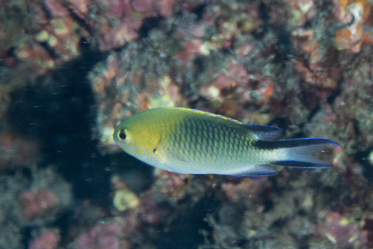 Identification demoiselle (Ile de la Reunion)