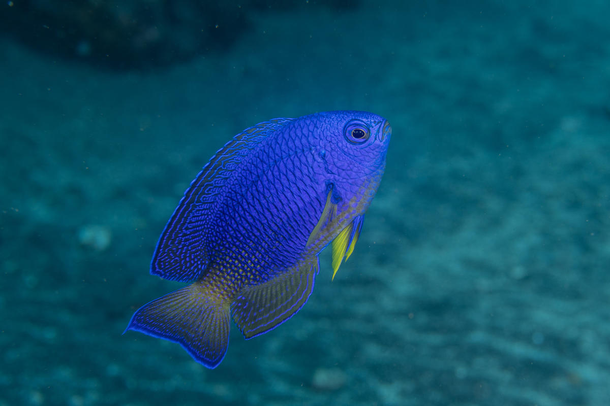 identification demoiselle Ile de la Reunion