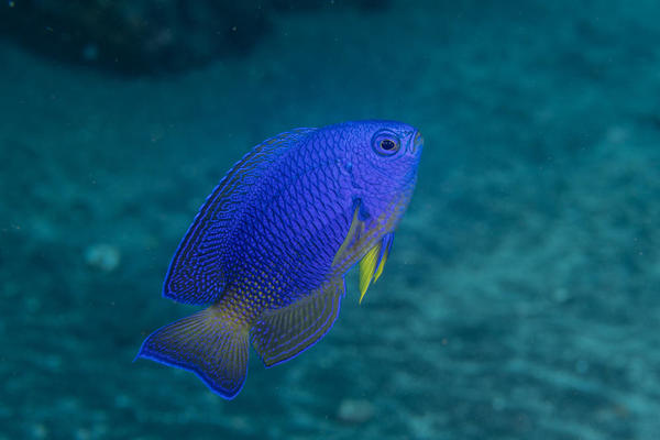 identification demoiselle Ile de la Reunion