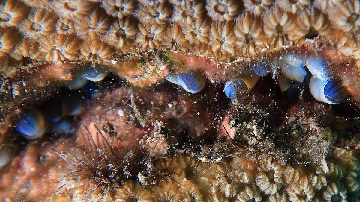 Identification des animaux bleus