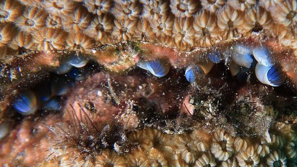 Identification des animaux bleus