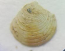 Identification des mollusquesbivalve