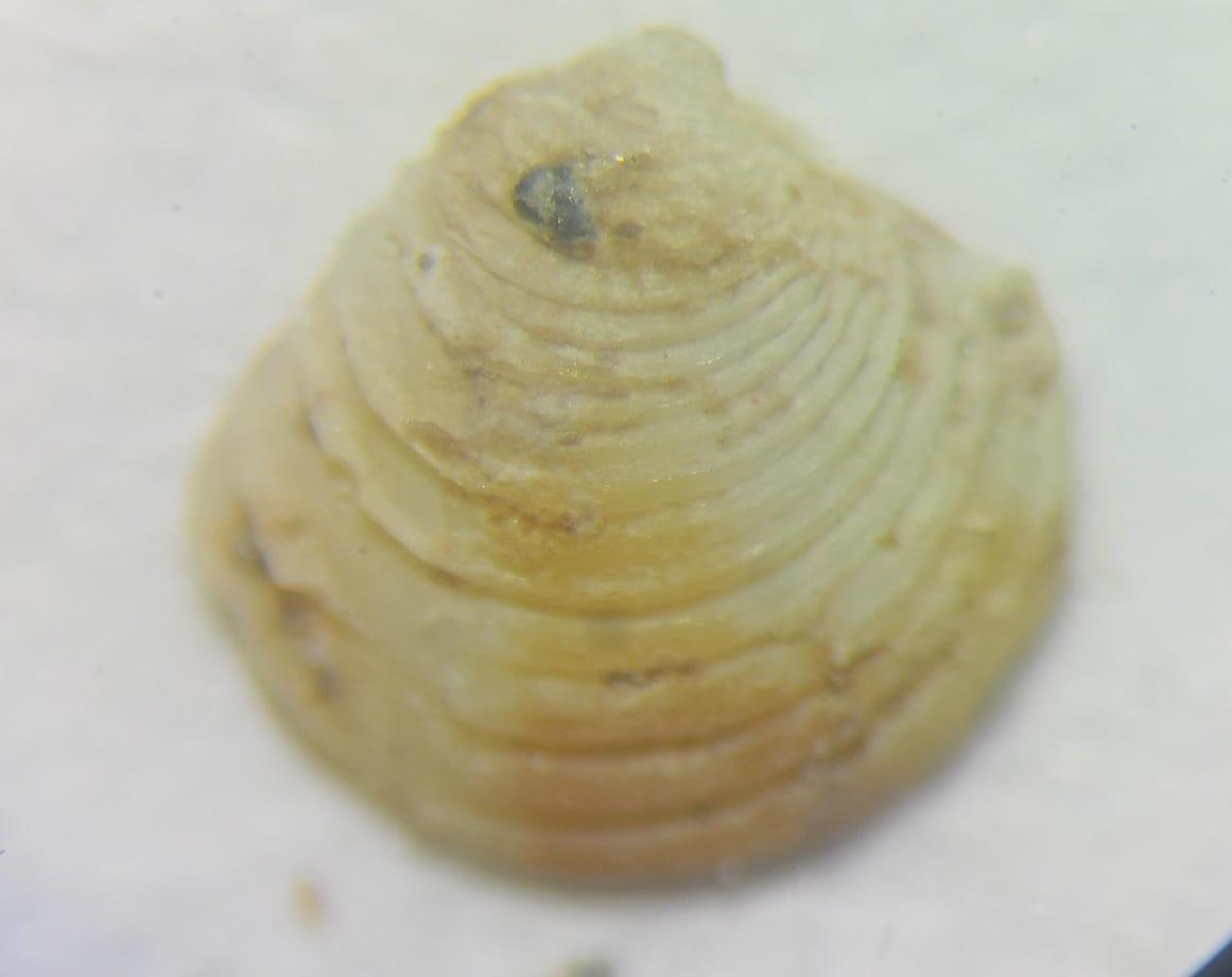Identification des mollusquesbivalve