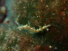Identification doris