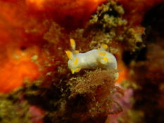 Identification doris ??? 