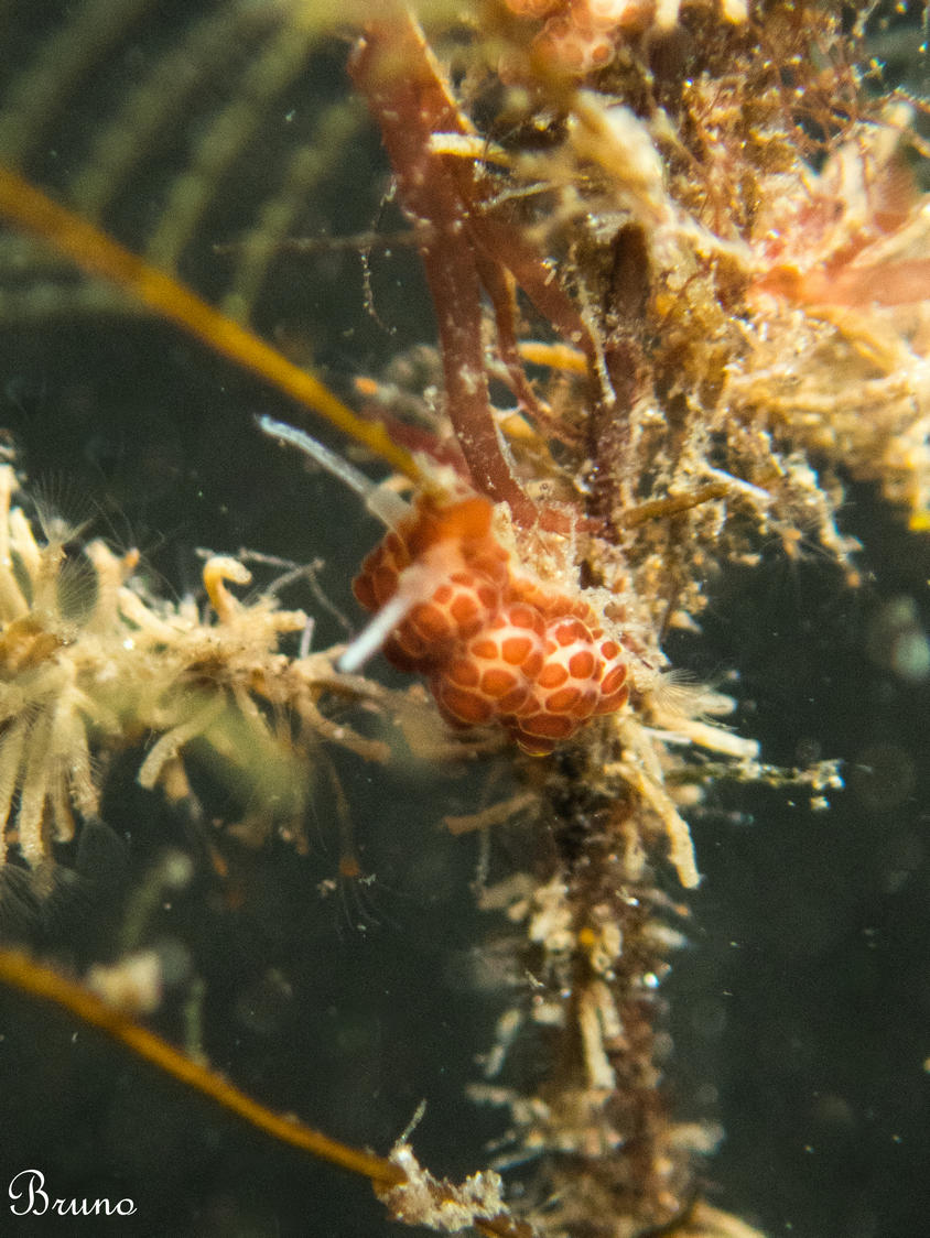 Identification Doto fleurie ( doto floridicola)  ?