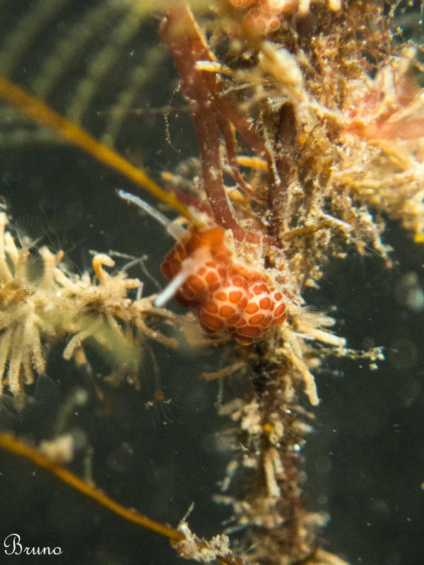 Identification Doto fleurie ( doto floridicola)  ?