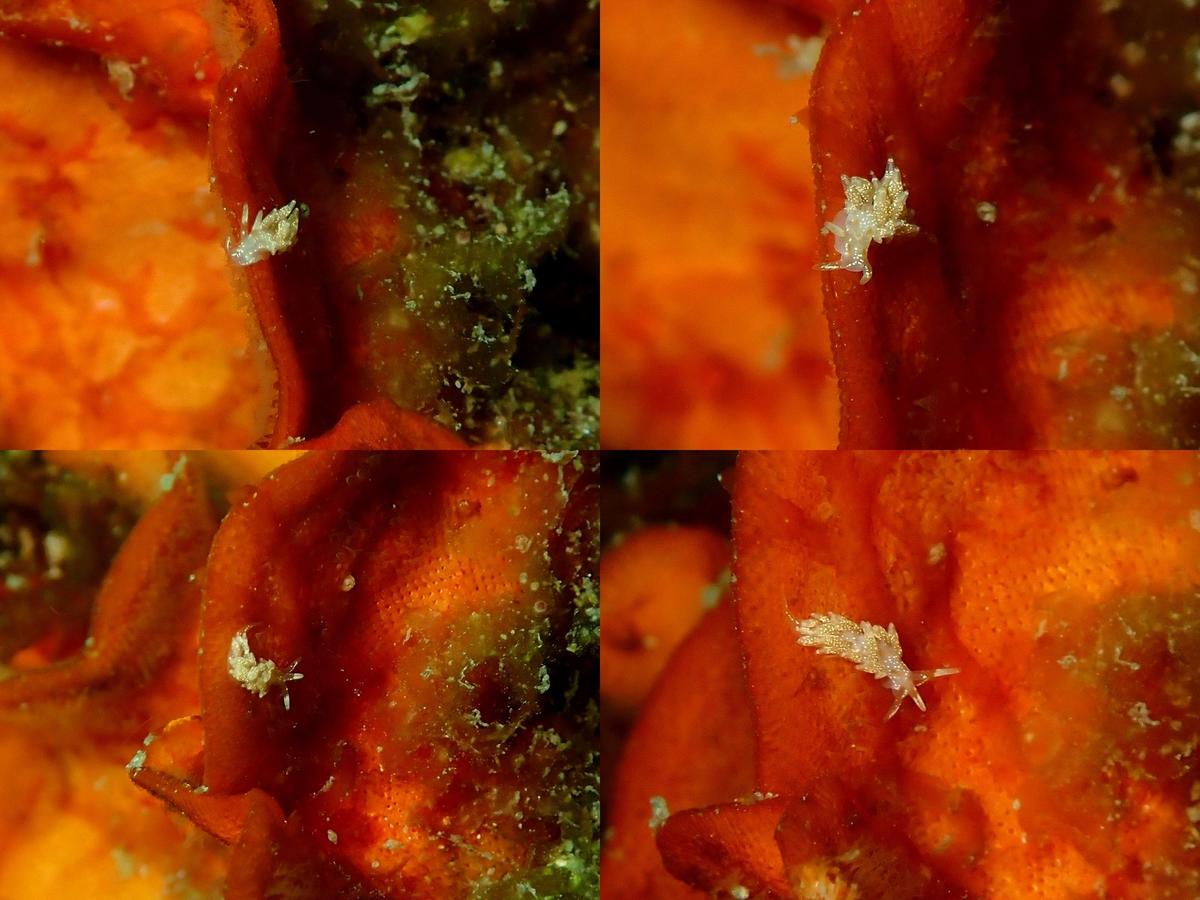 Identification éolidien ponctué