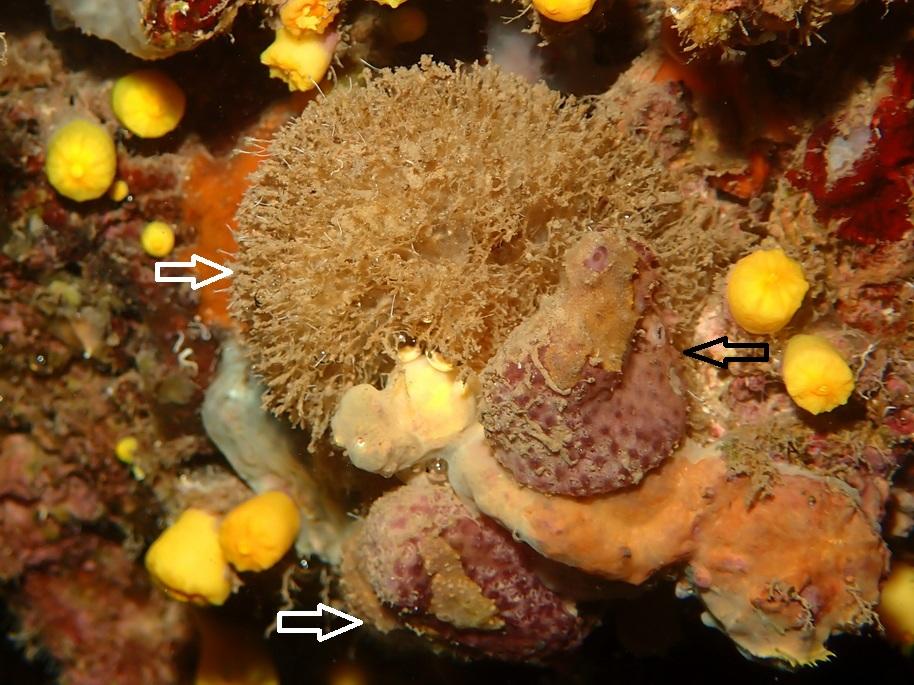identification eponge et ascidies