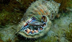 Identification escargot