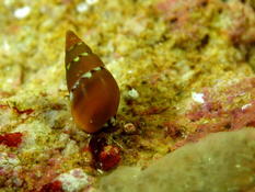Identification escargot Corse 2