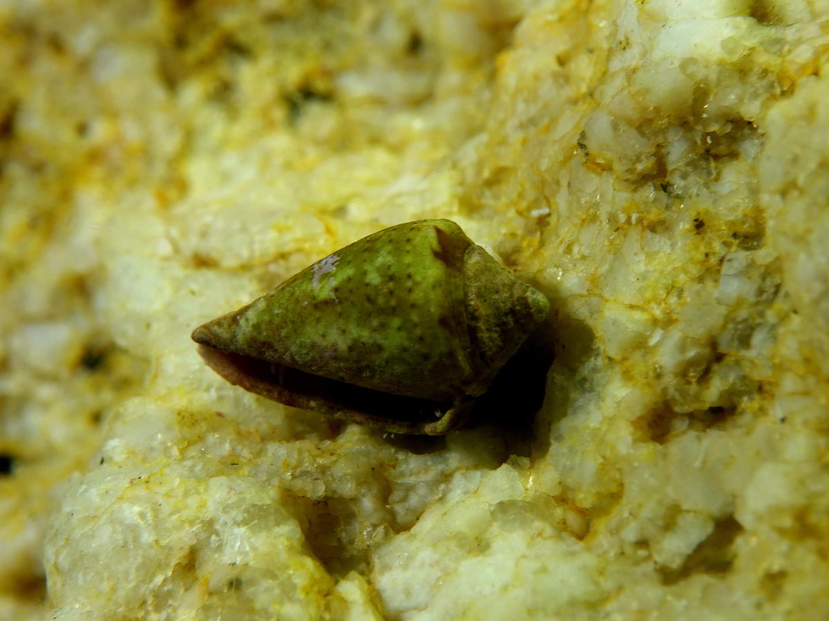 Identification escargot Corse
