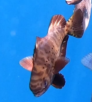 identification espèce de poisson