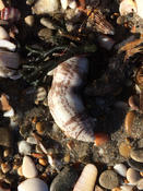 Identification espèce échouée sur le sable