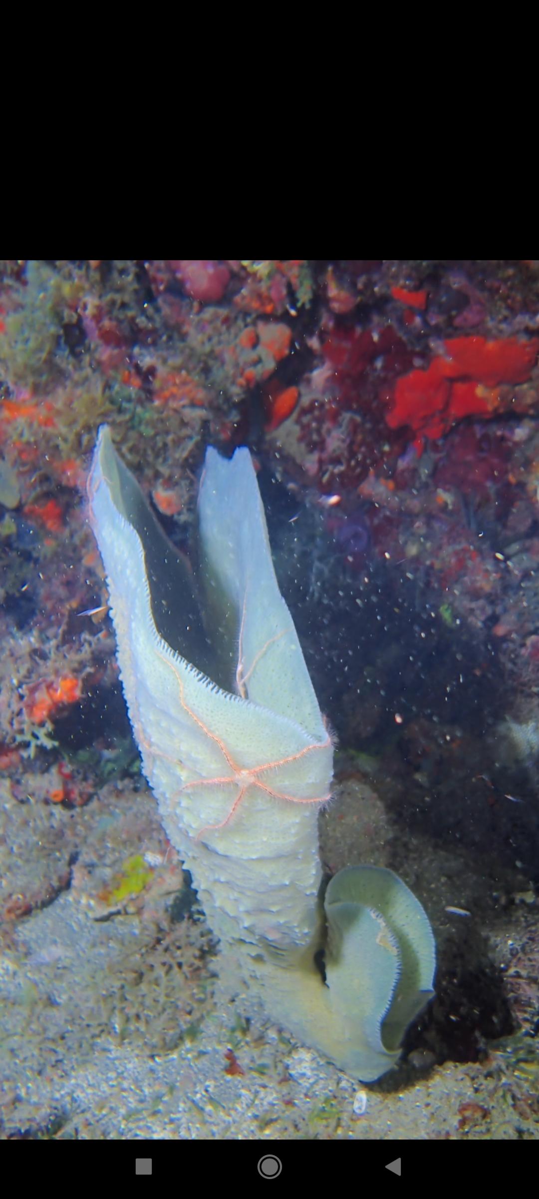 Identification espèce en Guadeloupe