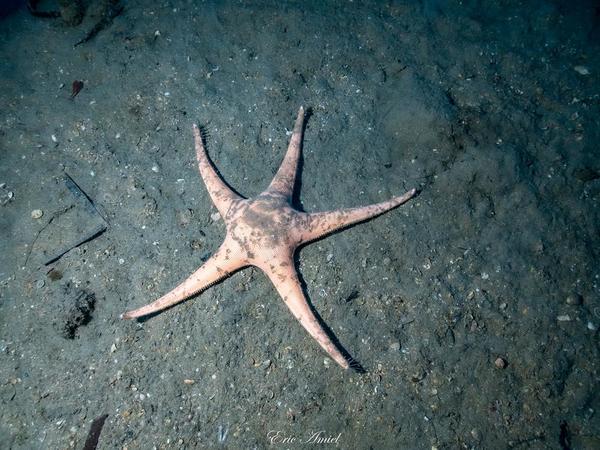 identification étoile de mer