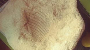 identification fossile de Normandie