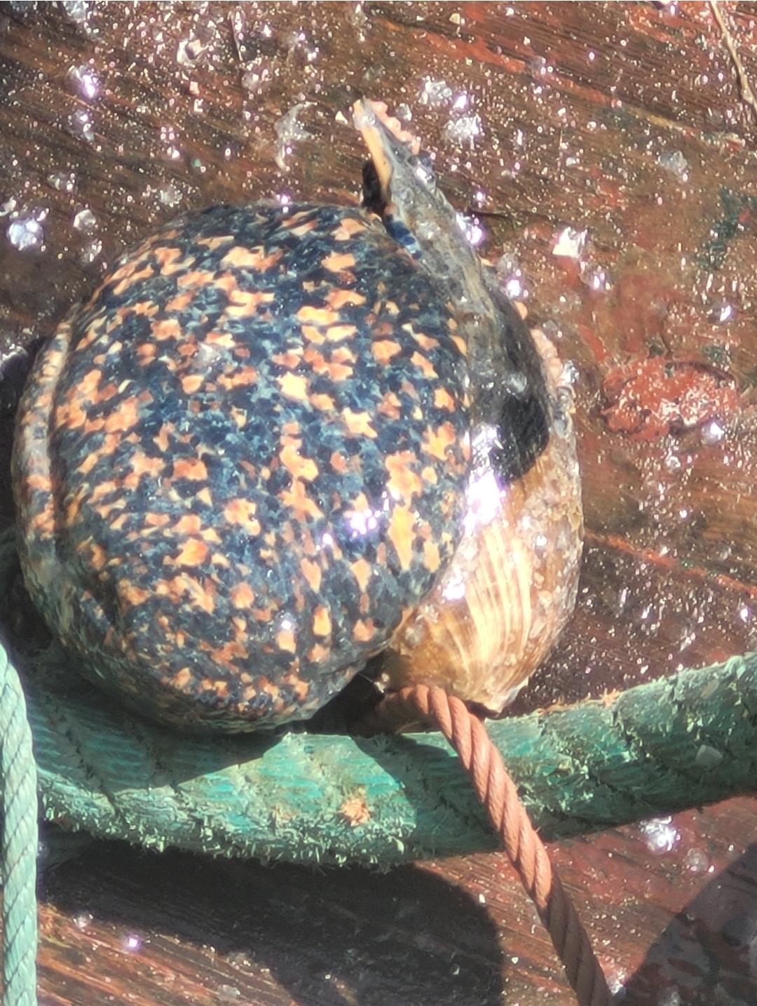 Identification Gasteropode Maroc