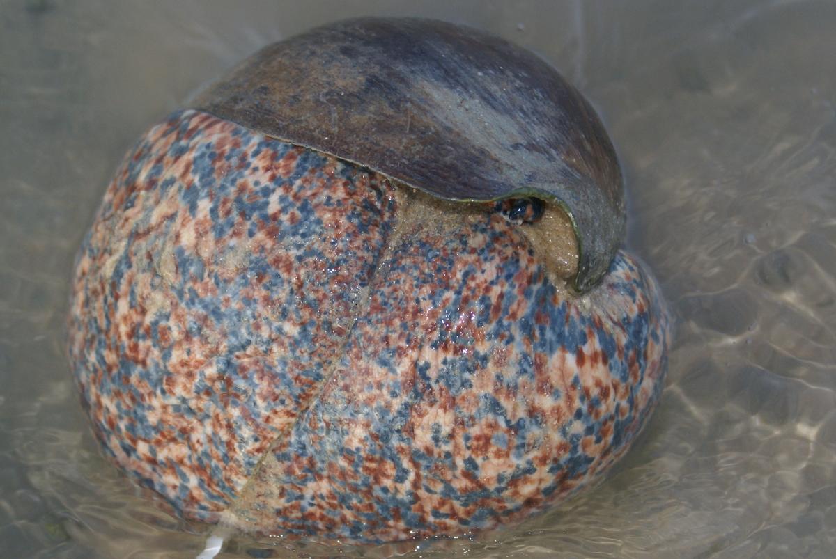 <p>C'est, vu la taille et l'aspect très probablement <em>Cymbium tritonis</em>, la plus espèce de <em>Cumbium</em> du Maroc <em>.Cymbium cucumis</e...