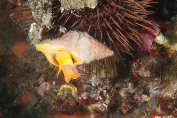 Identification Gastéropode Méditerranée