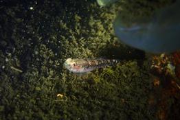 identification gobbie