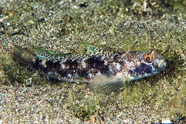 Identification gobie Lanzarote