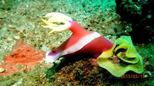 Identification Hypselodoris.