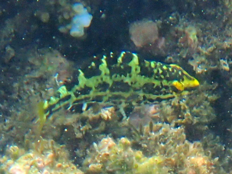 identification jeune poisson (Ile de la Reunion)