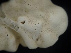 Identification laisse de mer