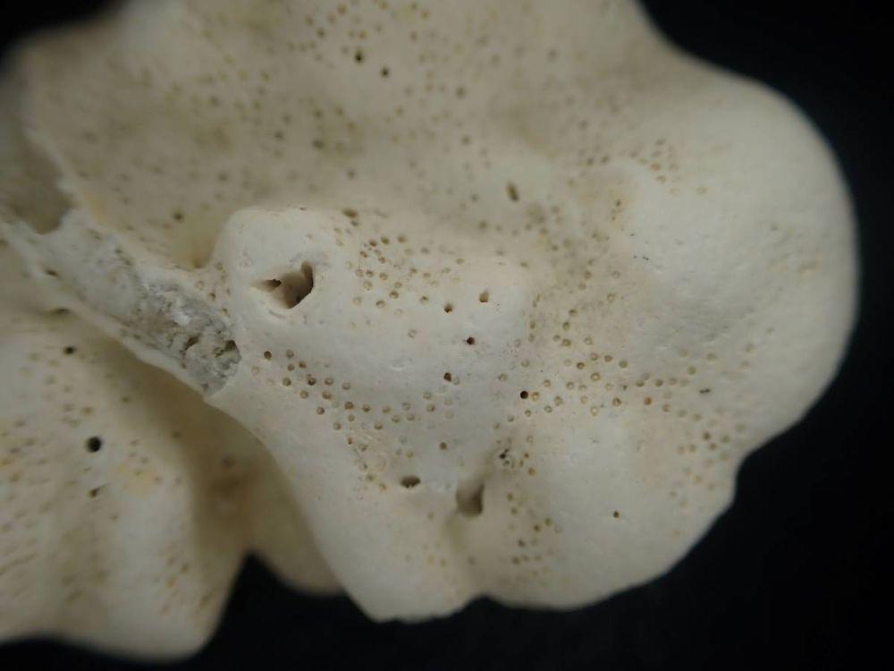 Identification laisse de mer