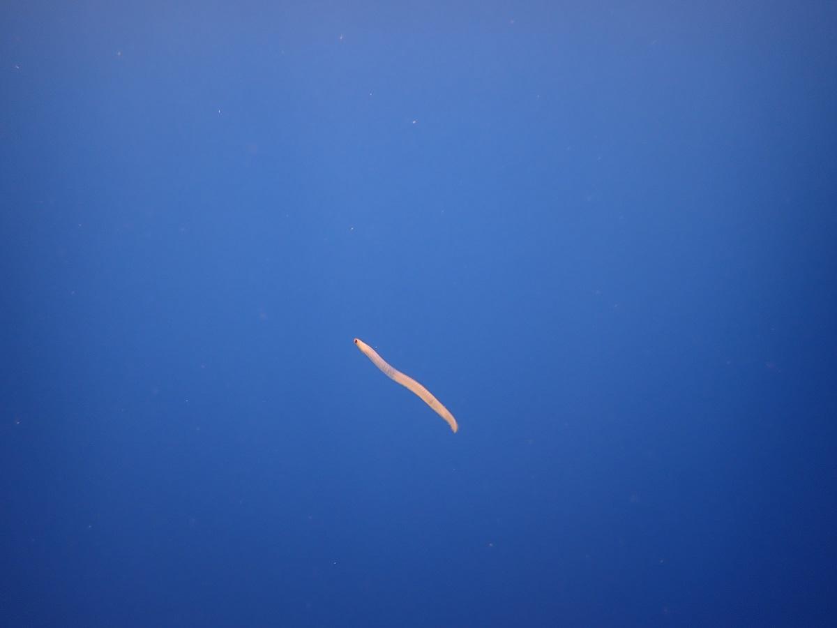 <p>je ne sais pas si la photo a été jointe lors de ma précédente réponse, donc je la remets.</p>