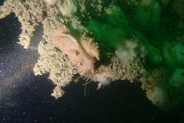 identification lièvre de mer