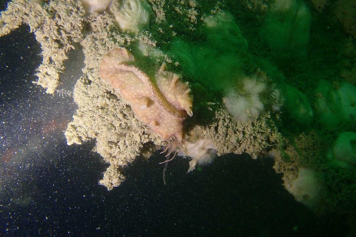 identification lièvre de mer