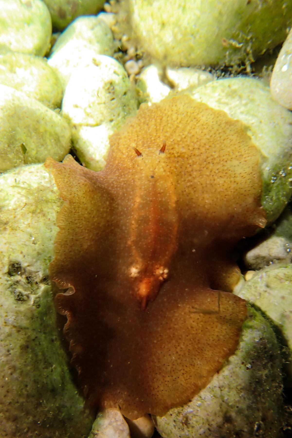 Identification limace?