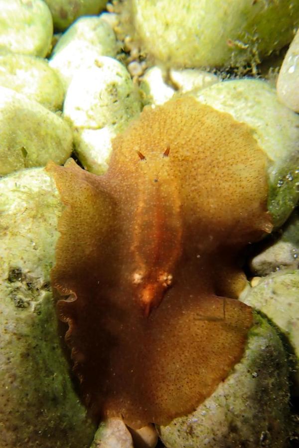 Identification limace?