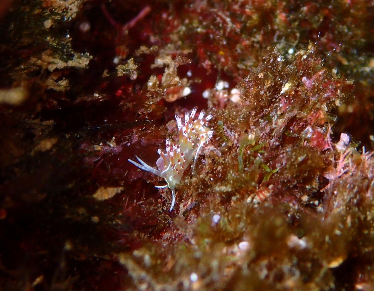 identification limace de mer