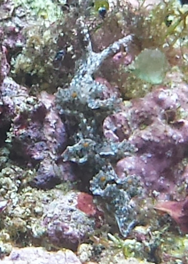 identification limace de type Elysia peut-être? mais laquelle ?