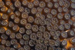 Identification Madréporaires ?