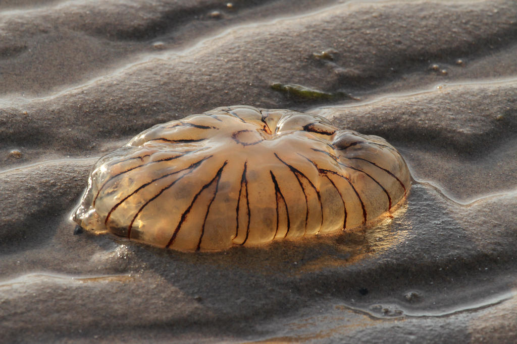 Identification méduse