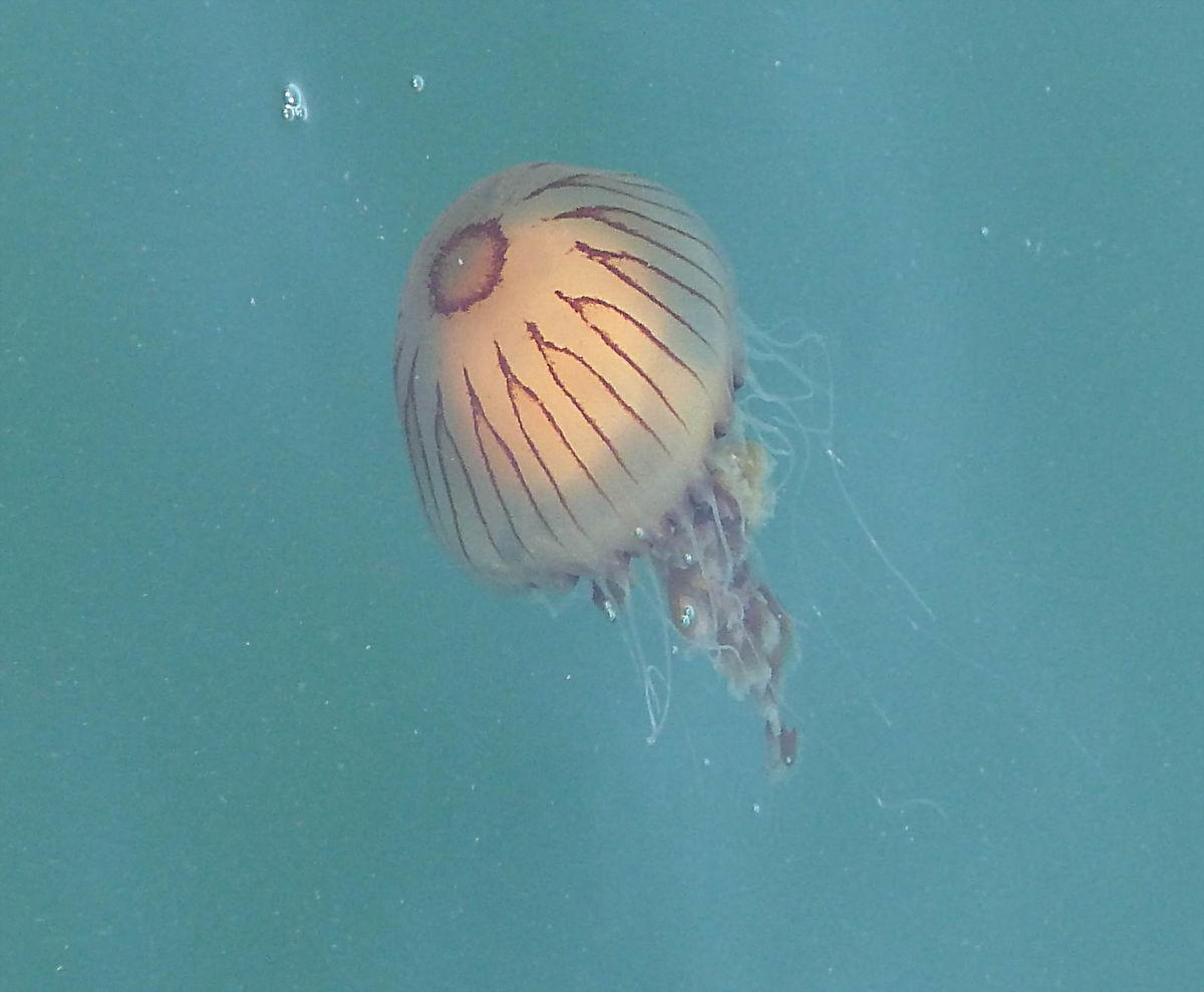 Identification méduse ?