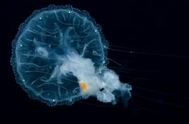 Identification : Méduse dans les Caraïbes 