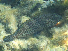 identification merou (Ile de la Reunion)