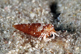 Identification minuscule pagure corse