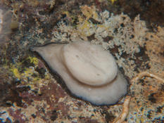 Identification mollusque