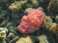 identification mollusque(?) Ile de la Reunion