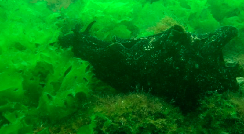Identification mollusque Lac
