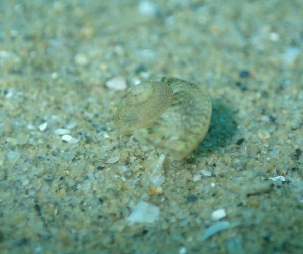Identification mollusque prosobranche