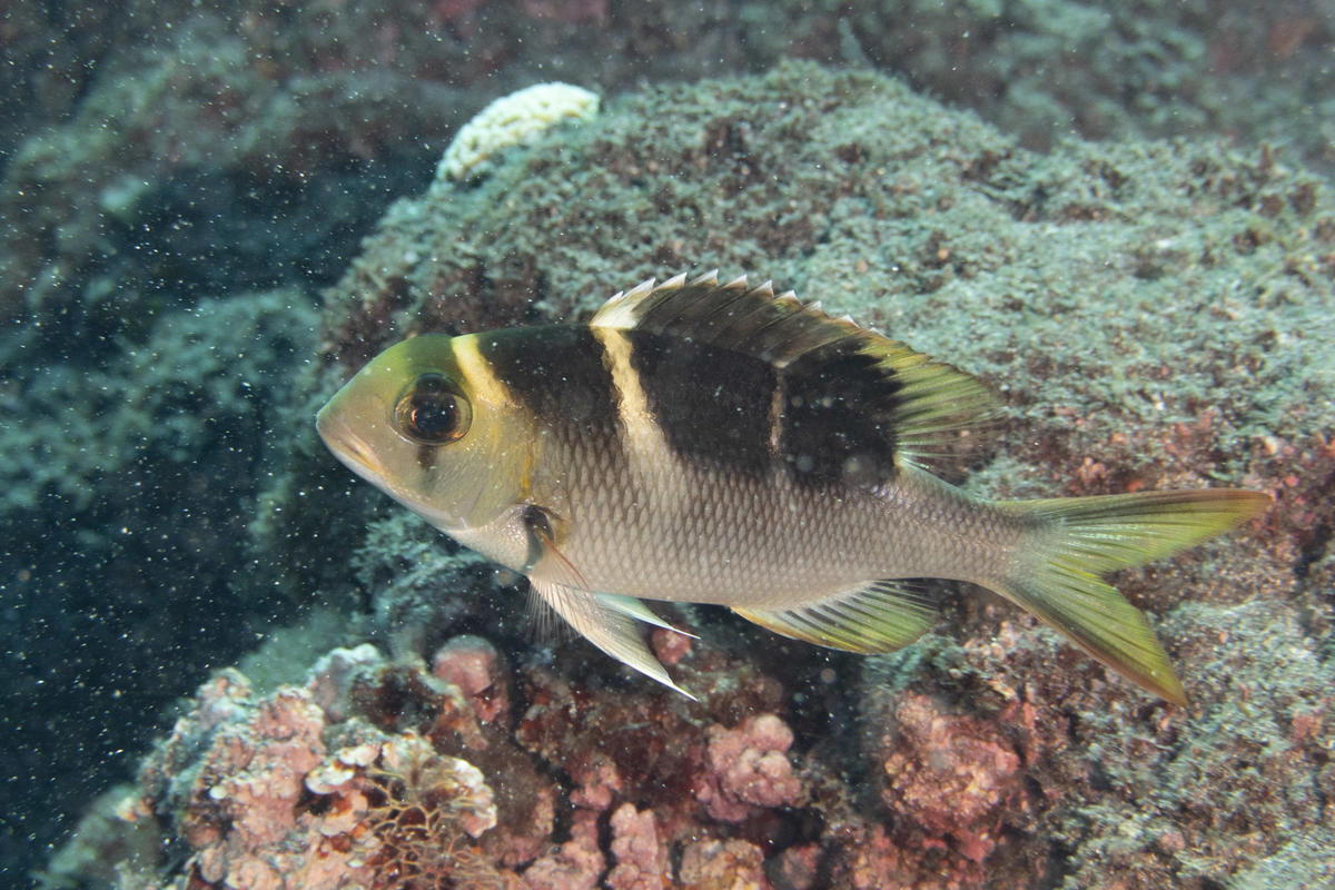 identification Monotaxis Ile de la Reunion