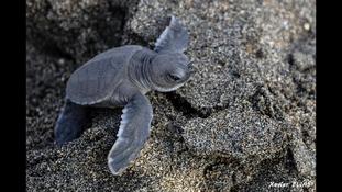 Identification - nouveau-né tortue